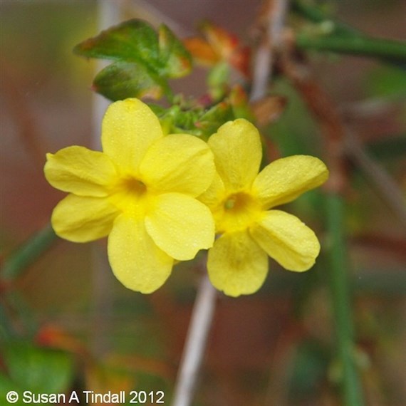 Jasminum nudiflorum 3L Climber Plant