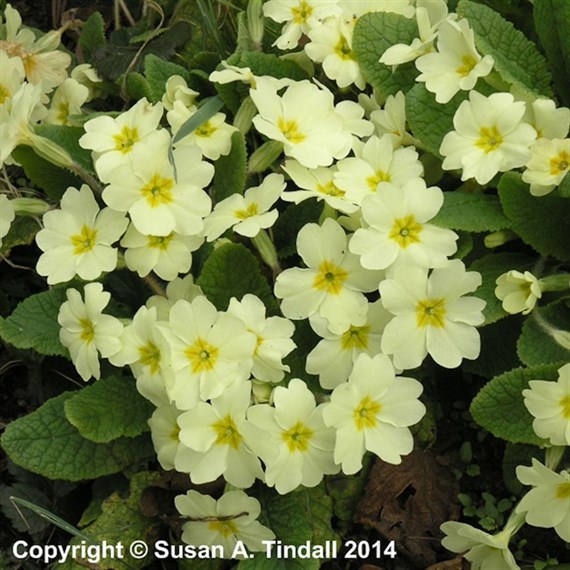 Primula Vulgaris Perennial Plant 9cm Pot - Set of 3