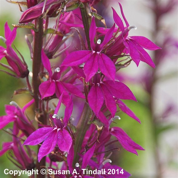 Lobelia Tania Perennial Plant 9cm Pot - Set of 3