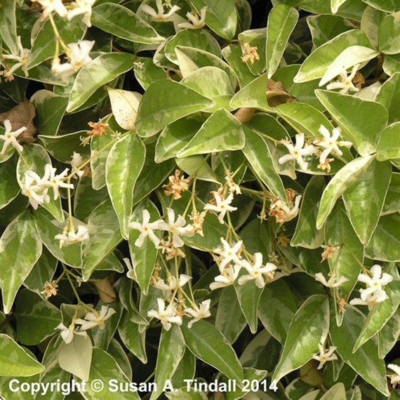 Trachelospermum jasminoides Variegatum in a 3L Deep Pot Climber Plant