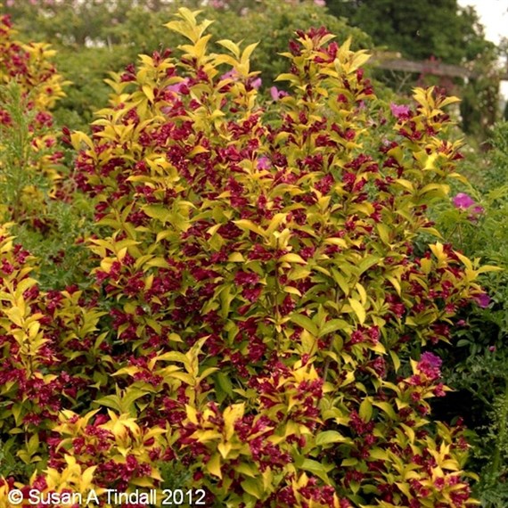 Weigela 'Rubidor' - 7.5L Pot