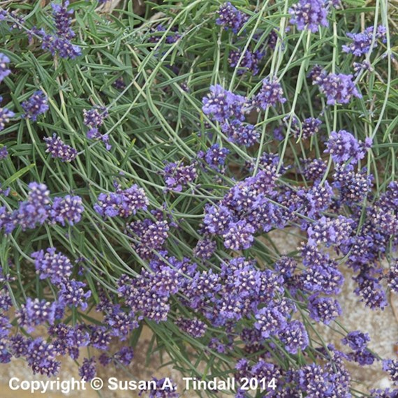 Lavandula Ang Hidcote Blue Perennial Plant 2L - Set of 3