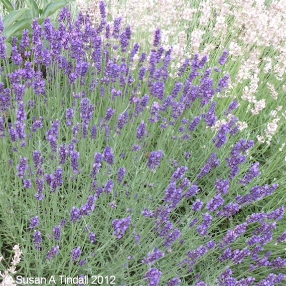 Lavender Hidcote in a 2L Pot