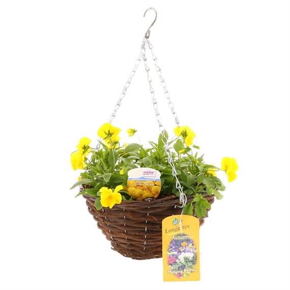 Cool Wave Pansy Golden Yellow Wicker Hanging Basket 12 Inches
