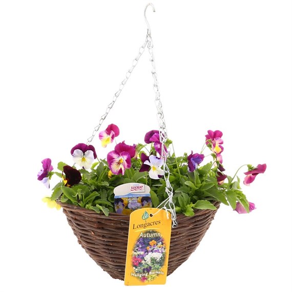 Cool Wave Pansy Mixed Wicker Hanging Basket 12 Inches