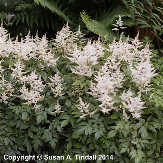Astilbe Jap. Washington Perennial Plant 2L Pot - Set of 3
