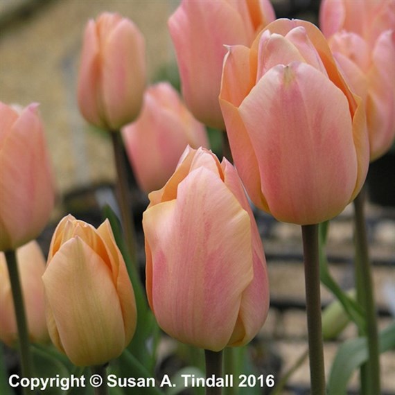 Tulip Apricot Beauty Spring Bulbs 10.5cm Potted Bulbs Bedding