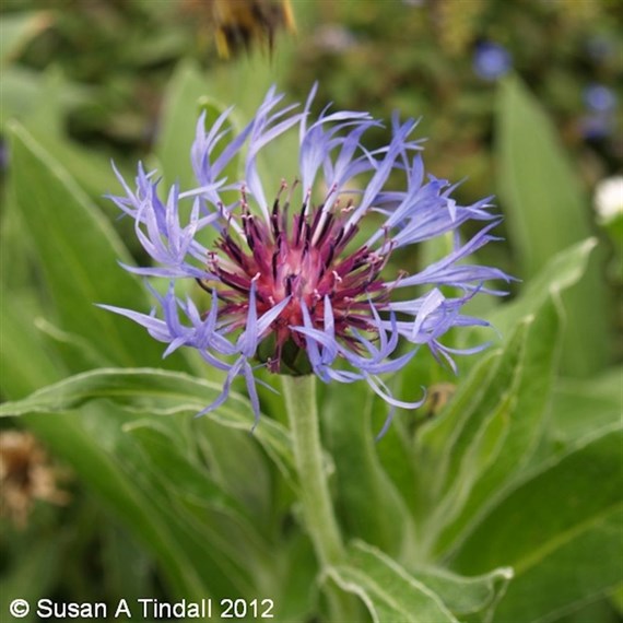 Centaurea Montana Perennial Plant 9cm Pot - Set of 3