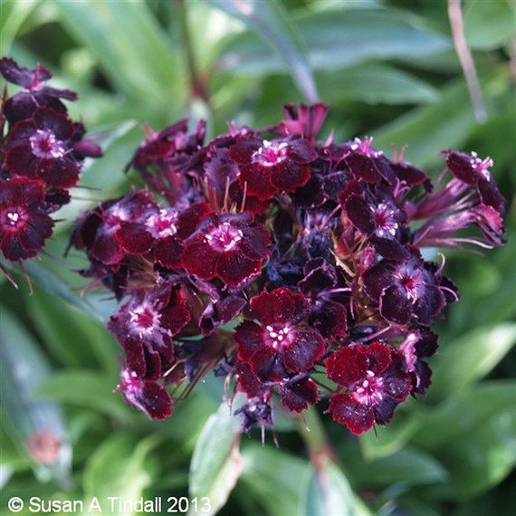 Sweet William Dwarf Mixed 12 Pack Boxed Bedding