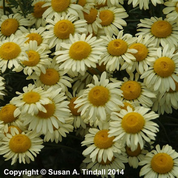 Anthemis Tin E C Buxton Perennial Plant 9cm Pot - Set of 3