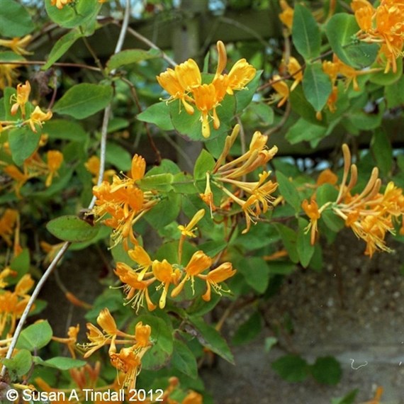 Lonicera (Honeysuckle) Tellmanniana in a 3L Deep Pot Climber Plant