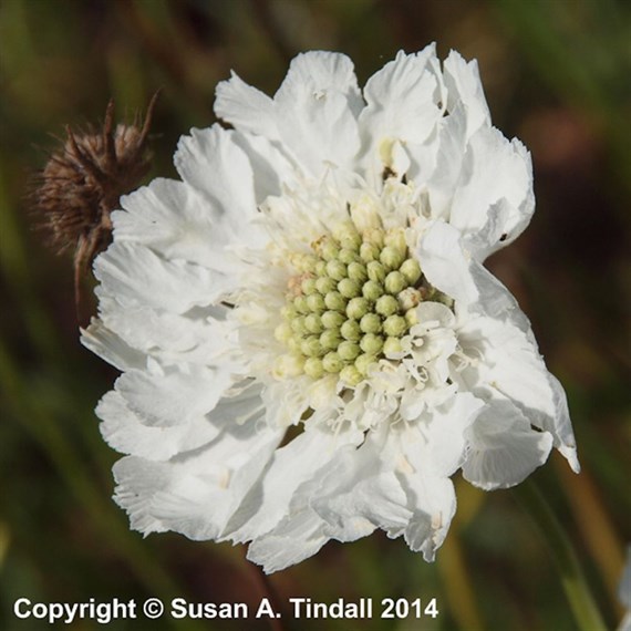 Scabiosa Caucasica Perfecta Alba Perennial Plant 9cm Pot - Set of 3