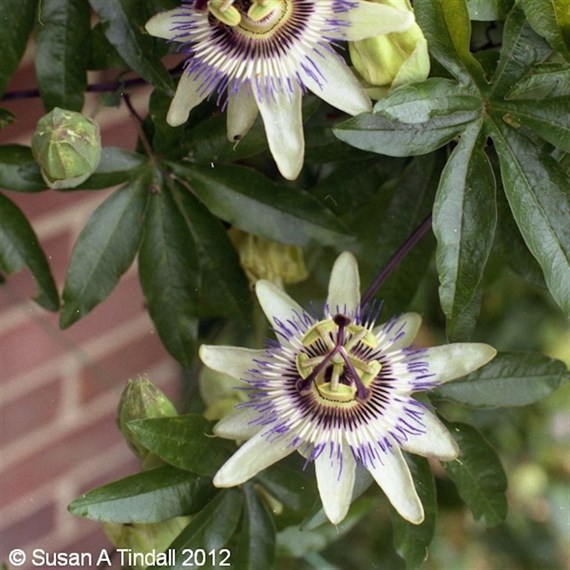 Passiflora caerulea 3L Climber Plant