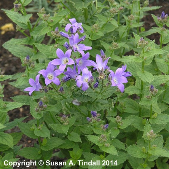 Campanula Lac Prichards Variety Perennial Plant 9cm Pot - Set of 3