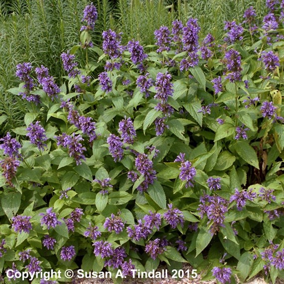 Nepeta Subsessilis Perennial Plant 2L Pot - Set of 3