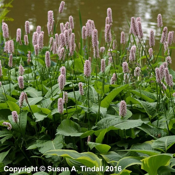 Persicaria Bistorta Superba Perennial Plant 2L Pot - Set of 3