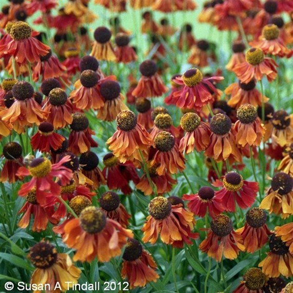 Helenium Moorheim Beauty Perennial Plant 2L Pot - Set of 3