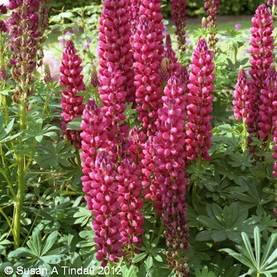 Lupinus My Castle Perennial Plant 9cm Pot - Set of 3