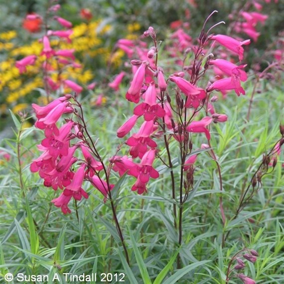 Penstemon Fru Garnet Perennial Plant 9cm Pot - Set of 3