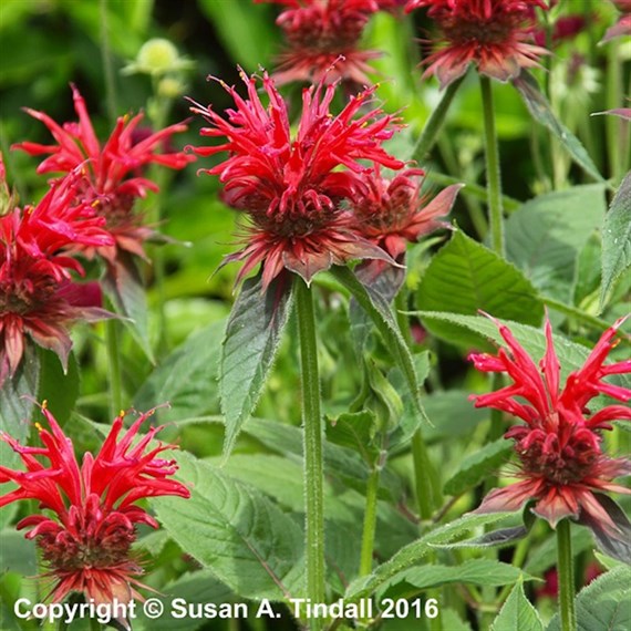 Monarda Cambridge Scarlet Perennial Plant 9cm Pot - Set of 3