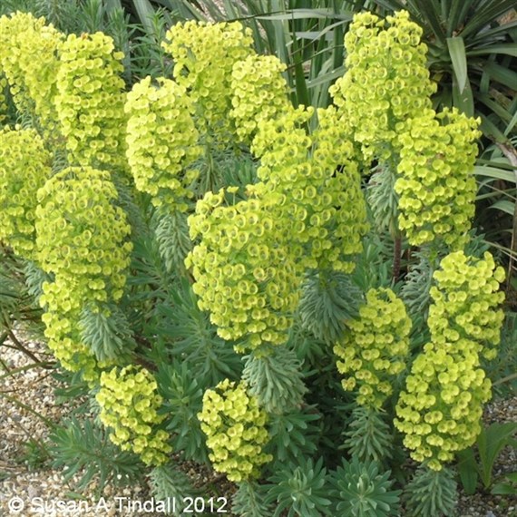 Euphorbia Ch Wulfenii Perennial Plant 9cm Pot - Set of 3