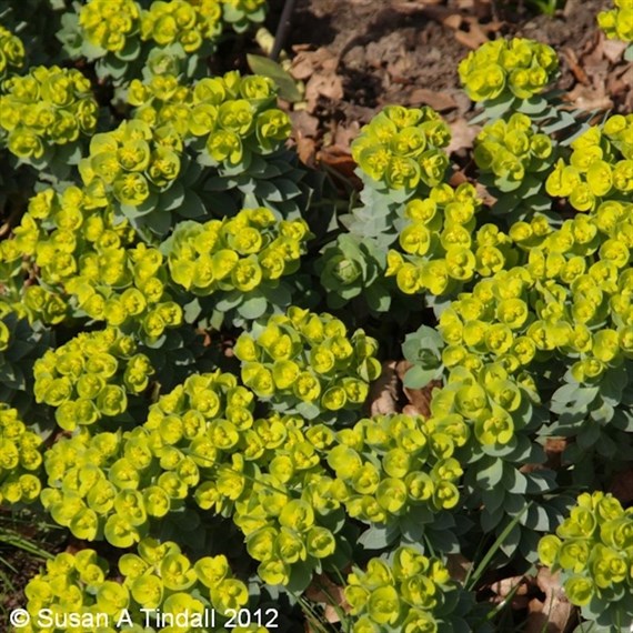 Euphorbia Myrsinites Perennial Plant 9cm - Set of 3