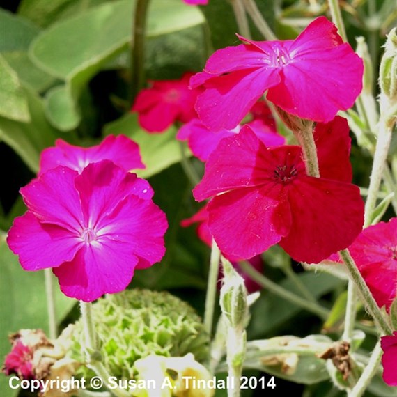 Lychnis Coronaria Atrosanguinea Perennial Plant 9cm Pot - Set of 3