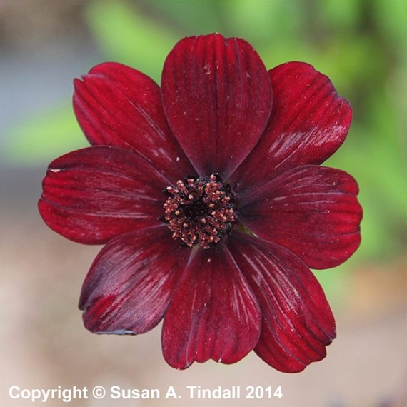 Cosmos Atrosanguinea Perennial Plant 9cm - Set of 3