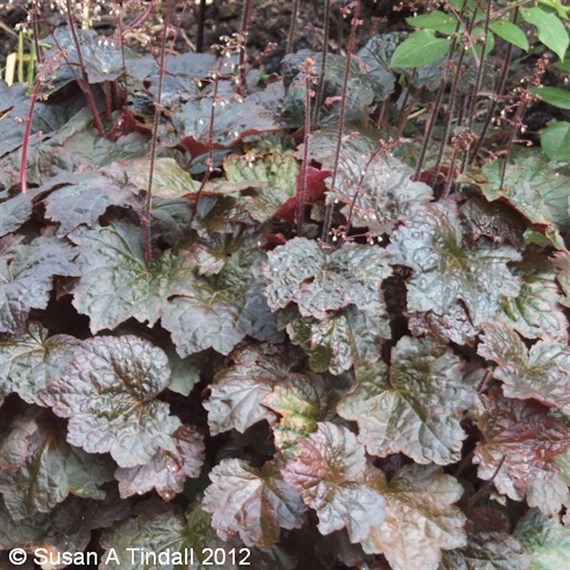 Heuchera Palace Purple Perennial Plant 9cm Pot - Set of 3