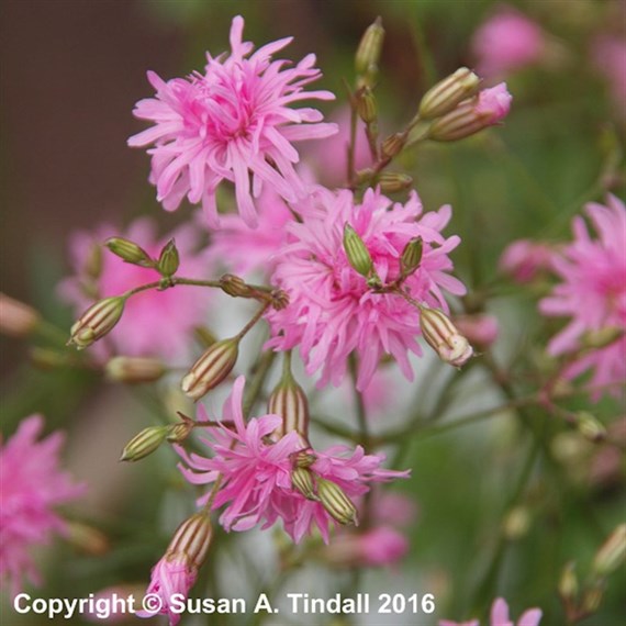 Lychnis Flos-Cuculi Jenny Perennial Plant 2L - Set of 3