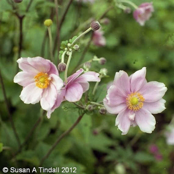 Anemone Hyb September Charm Perennial Plant 9cm Pot - Set of 3