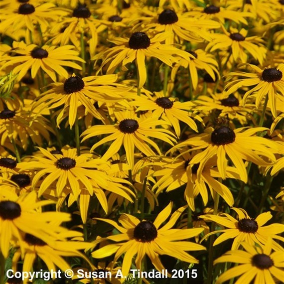 Rudbeckia Ful Sul Goldsturm Perennial Plant 9cm Pot - Set of 3