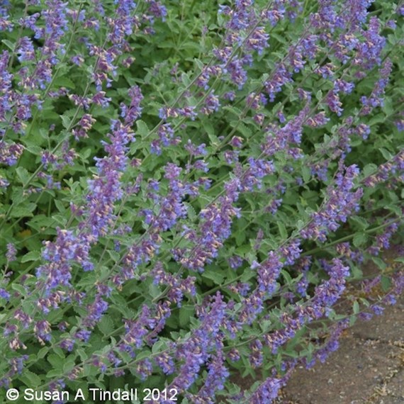 Nepeta Six Hills Giant Perennial Plant 2L - Set of 3