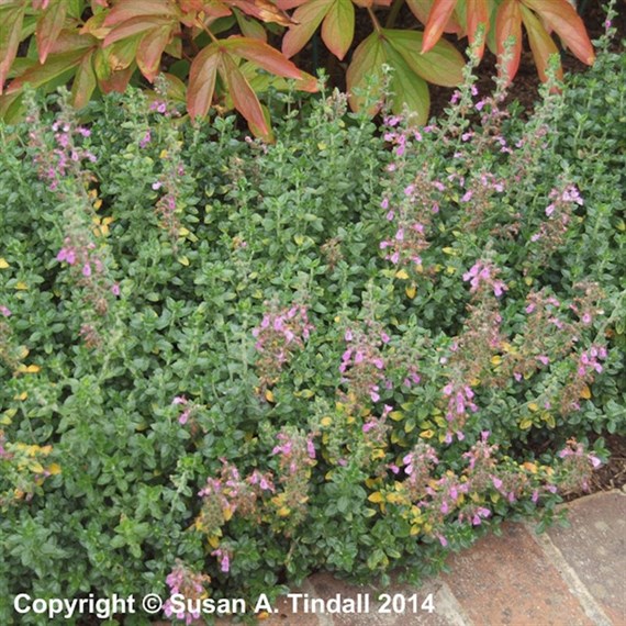 Teucrium X Lucidrys Perennial Plant 9cm Pot - Set of 3