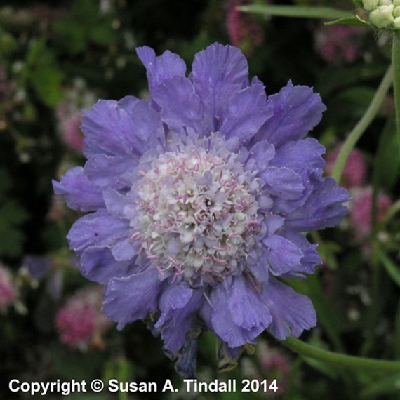 Scabiosa Caucasica Perfecta Perennial Plant 9cm Pot - Set of 3