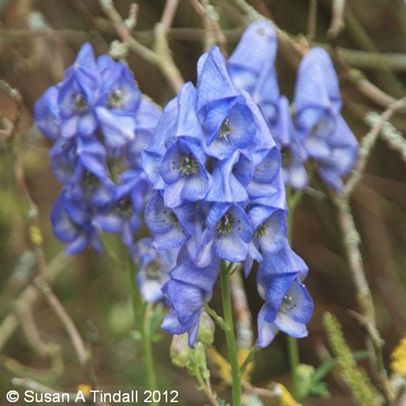 Aconitum Carmichaelii Arendsii Perennial Plant 2L Pot - Set of 3