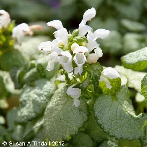 Lamium Maculatum White Nancy Perennial Plant 9cm Pot - Set of 3