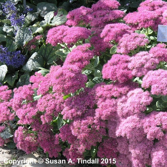 Sedum Spe Brilliant Perennial Plant 9cm - Set of 3