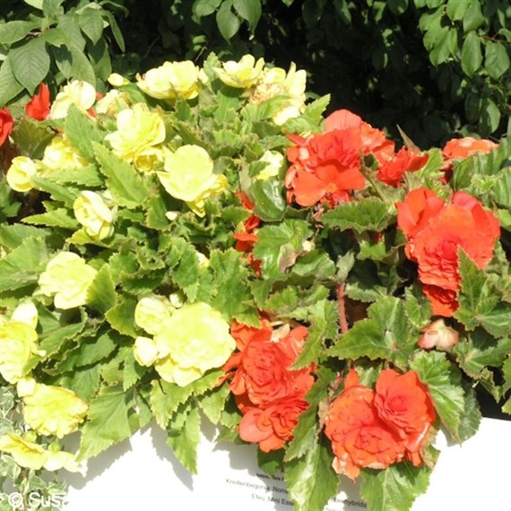 Begonia F1 Nonstop Tuberous (Mixed) 6 Pack Boxed Bedding