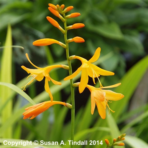 Crocosmia George Davidson Perennial Plant 9cm Pot - Set of 3