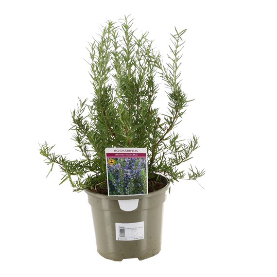 Rosmarinus Officinalis Tuscan Blue - 3L Pot