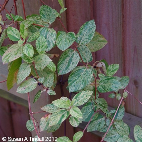 Lonicera japonica Mint Crisp 3L Climber Plant