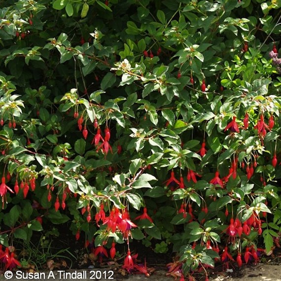 Fuchsia Hardy Mrs Popple - 3L Pot