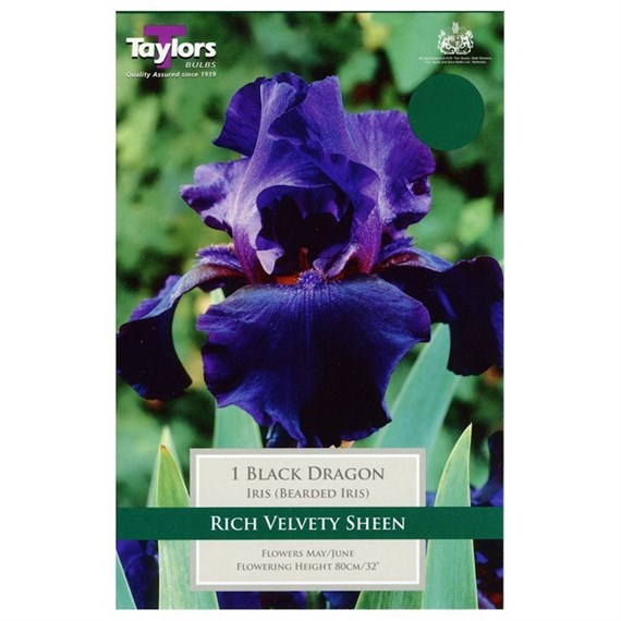 Taylors Bulbs Iris Black Dragon (Single Pack) (TS851)
