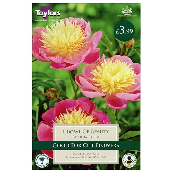 Taylors Bulbs Paeonia Rosea Bowl Of Beauty (Single Pack) (TS835)