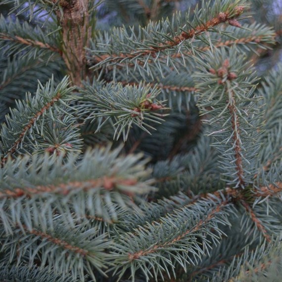 2.5Kg Blue Spruce Christmas Tree Branch Bundle