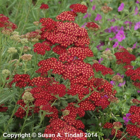 Achillea Red Velvet Perennial Plant 2L - Set of 3