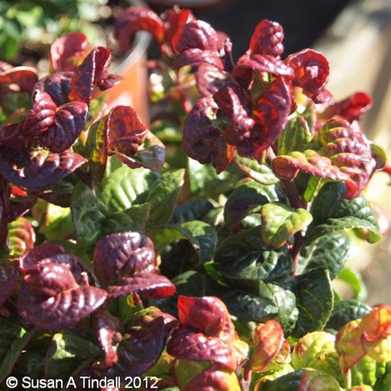 Leucothoe Curly Red 2L