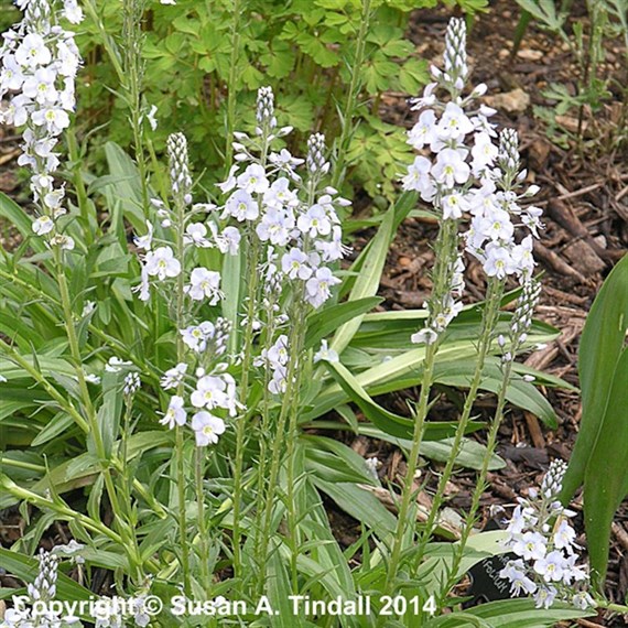 Veronica Gentianoides Perennial Plant 2L - Set of 3