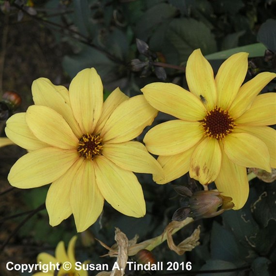 Dahlia Bishop of York Perennial Plant 2L Pot - Set of 3